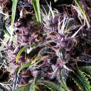 1 UND FEM - AUTO PURPLE * PYRAMID SEEDS 1 UND FEMINIZADA