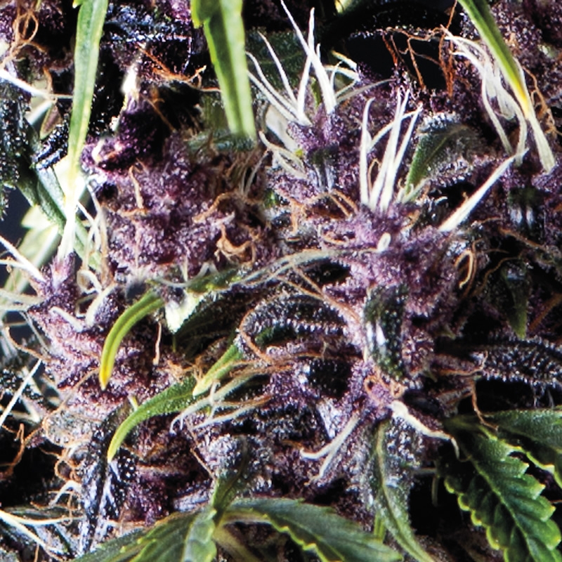 1 UND FEM - AUTO PURPLE * PYRAMID SEEDS 1 UND FEMINIZADA