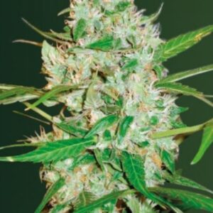 5 UND FEM - AUTO RED  RUSSIAN XXL * VICTORY SEEDS FEMINIZADA 5 UND