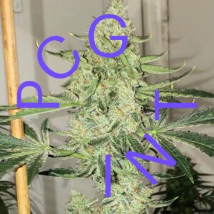 3 UND FEM - AUTO-SALTWATER OG * PURPLE CITY GENETICS 3 FEMINIZADAS