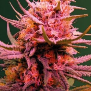 5 UND FEM - AUTO SEEMANGO * VICTORY SEEDS FEMINIZADA 5 UND