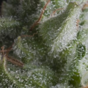 50 UND FEM - AUTO SHARK * PYRAMID SEEDS 50 UND FEMINIZADAS