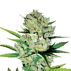 10 UND FEM - AUTO SKUNK #1 * NIRVANA 10 UND FEMINIZADAS