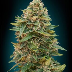 10 UND FEM - AUTO SKUNK 47 * ADVANCED SEEDS  UND 10 UND FEM