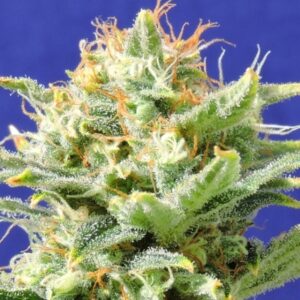 3 UND FEM - AUTO SKUNK * ORIGINAL SENSIBLE 3 UND FEMINIZADAS