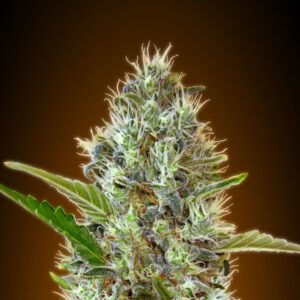 10 UND FEM - AUTO SOMANGO * ADVANCED SEEDS 10 UND FEM