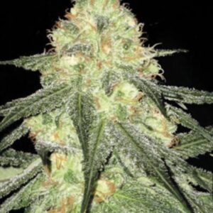 10 UND FEM - AUTO SOUR DIESEL * BULK SEED 10 UND FEM