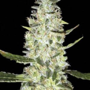 10 UND FEM - AUTO SPECIAL  SKUNK * BULK SEED 10 UND FEM