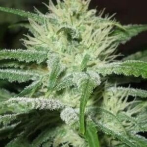 10 UND FEM - AUTO SPEED BUD * FEMALE SEEDS 10 UND FEMINIZADAS