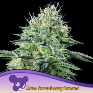 5 UND FEM - AUTO STRAWBERRY BANANA * ANESIA SEEDS 5 FEMINIZADAS