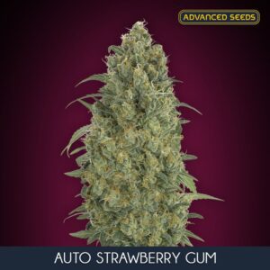 10 UND FEM - AUTO STRAWBERRY GUM * ADVANCED SEEDS 10 UND FEM