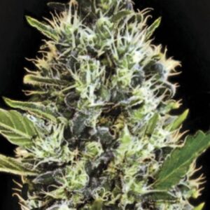 5 UND FEM - AUTO SUNMANGO  * BULK SEED 5 UND FEM