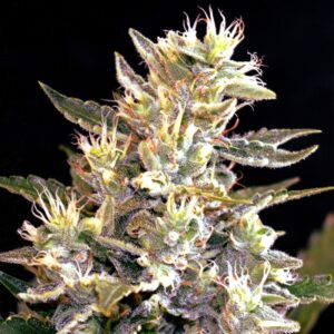 5 UND FEM - AUTO SUNSET VIBES * G13 LABS SEEDS 5 FEMINIZADAS