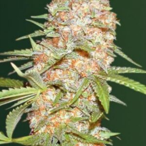 3 UND FEM - AUTO SUPER  EXTRA SKUNK * VICTORY SEEDS FEMINIZADA 3 UND