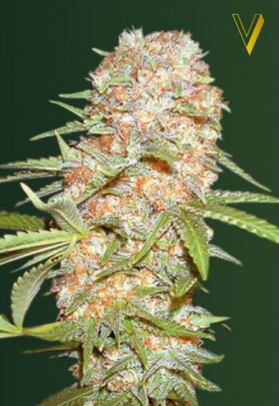 3 UND FEM - AUTO SUPER  EXTRA SKUNK * VICTORY SEEDS FEMINIZADA 3 UND