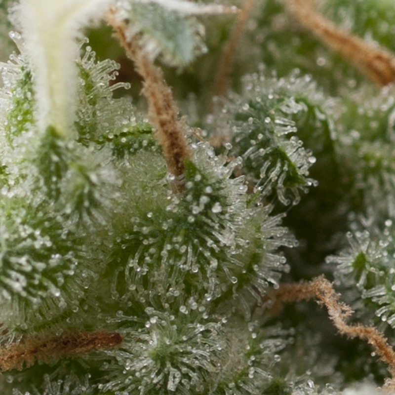 5 UND FEM - AUTO SUPER HASH * PYRAMID SEEDS 5 UND FEMINIZADAS
