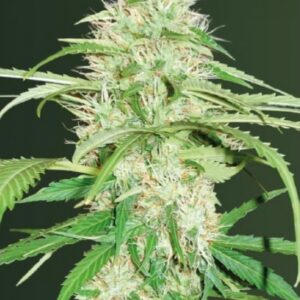 3 UND FEM - AUTO SUPER MAZAR * VICTORY SEEDS FEMINIZADA 3 UND