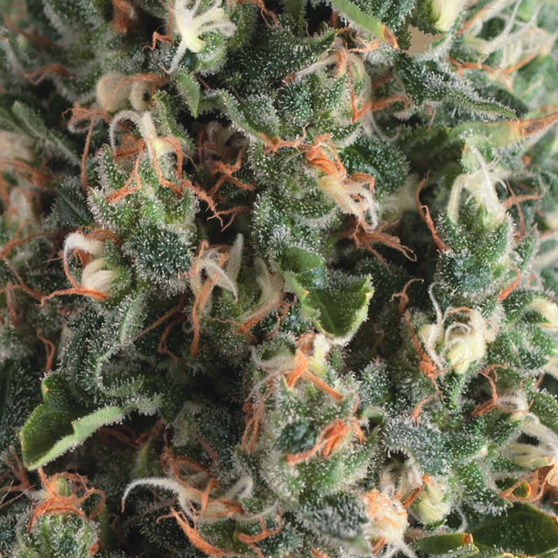5 UND FEM - AUTO SUPER OG KUSH * PYRAMID SEEDS FEMINIZADA 5 UND