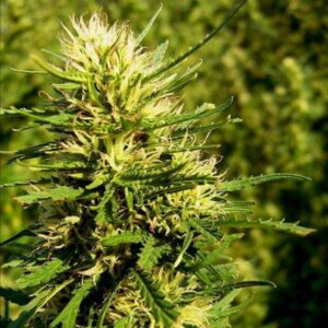 5 UND FEM - AUTO SUPER SKUNK * NIRVANA 5 UND FEMINIZADAS