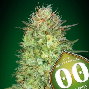 25 UND FEM - AUTO SWEET CRITICAL * 00SEEDS 25 UND FEMINIZADAS