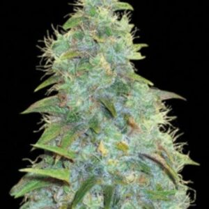 10 UND FEM - AUTO SWEET TOOTH * BULK SEED 10 UND FEM