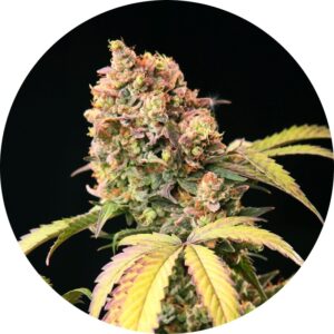 15 UND REG - AUTO TAO MIX 1 * TOP TAO SEEDS 15 UND REGULARES