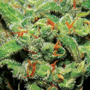 5 UND FEM - AUTO TASTY * EXCLUSIVE SEEDS 5 UND FEM
