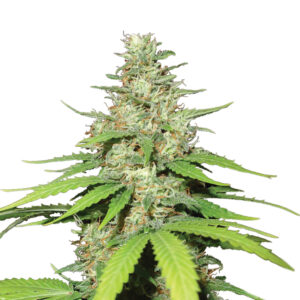 10 UND FEM - AUTO TOP-44 * NIRVANA 10 UND FEMINIZADAS