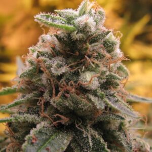 1 UND FEM - TOP - 69 (AUTO)* ADVANCED SEEDS 1 UND FEM