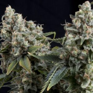 50 UND FEM - AUTO TUTANKHAMON * PYRAMID SEEDS 50 UND FEMINIZADAS