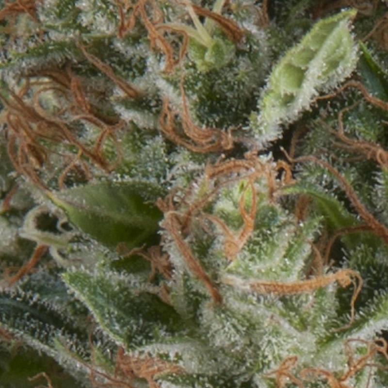 1 UND FEM - AUTO WEMBLEY * PYRAMID SEEDS 1 UND FEMINIZADA