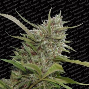 3 UND FEM - AUTO WHITE BERRY * PARADISE SEEDS 3 UND FEMINIZADAS