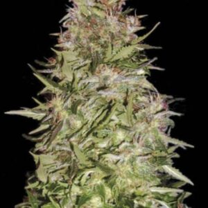 5 UND FEM - AUTO WHITE PRUSSIAN * BULK SEED 5 UND FEM