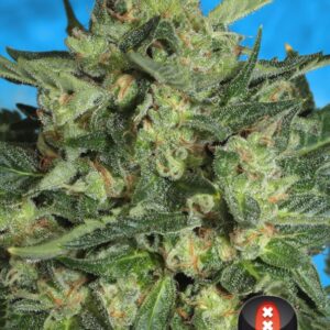6 UND FEM - AUTO WHITE RUSSIAN#1 * SERIOUS SEEDS 6 UND FEMINIZADAS