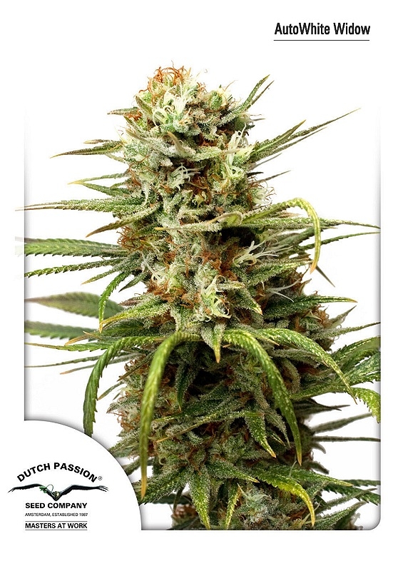 100 UND FEM - AUTO WHITE WIDOW ﾮ * DUTCH PASSION 100 UND FEMINIZADAS