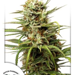 7 UND FEM - AUTO WHITE WIDOW ﾮ * DUTCH PASSION 7 UND FEMINIZADAS