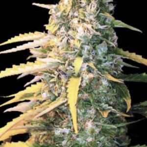 5 UND FEM - AUTO WHITE WIDOW * BULK SEED 5 UND FEM