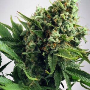 25 UND FEM - AUTO WHITE WIDOW * MINISTRY SEEDS 25 UND FEMINIZADAS
