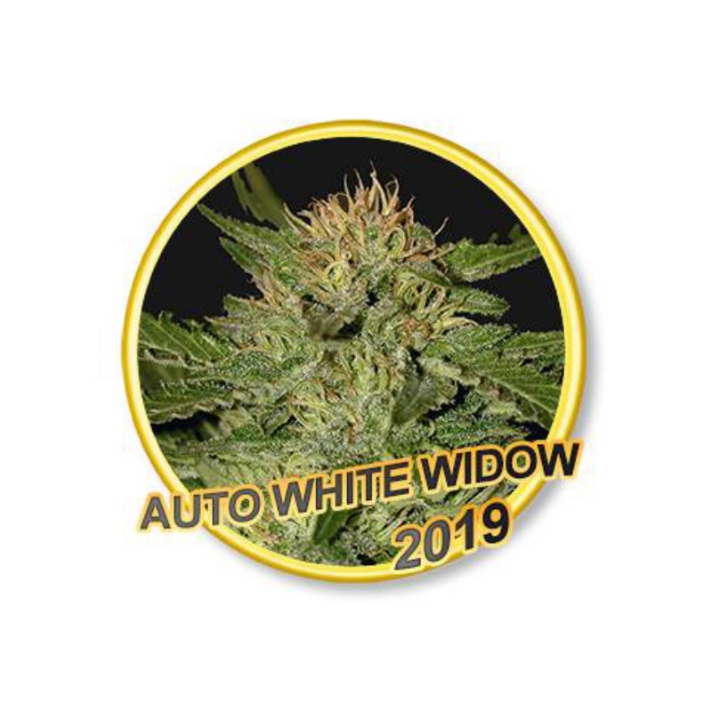 50 UND FEM - AUTO WHITE WIDOW * MR. HIDE SEEDS 50 UND FEM