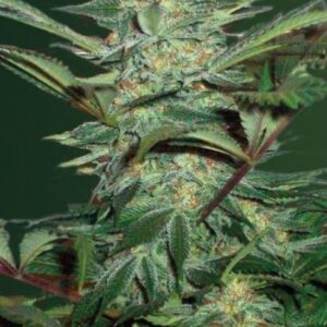 3 UND FEM - AUTO WHITE WIDOW * VICTORY SEEDS FEMINIZADA 3 UND