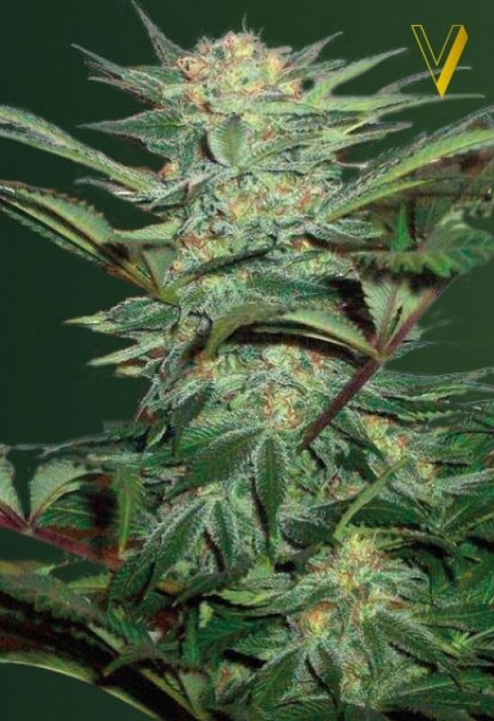 3 UND FEM - AUTO WHITE WIDOW * VICTORY SEEDS FEMINIZADA 3 UND