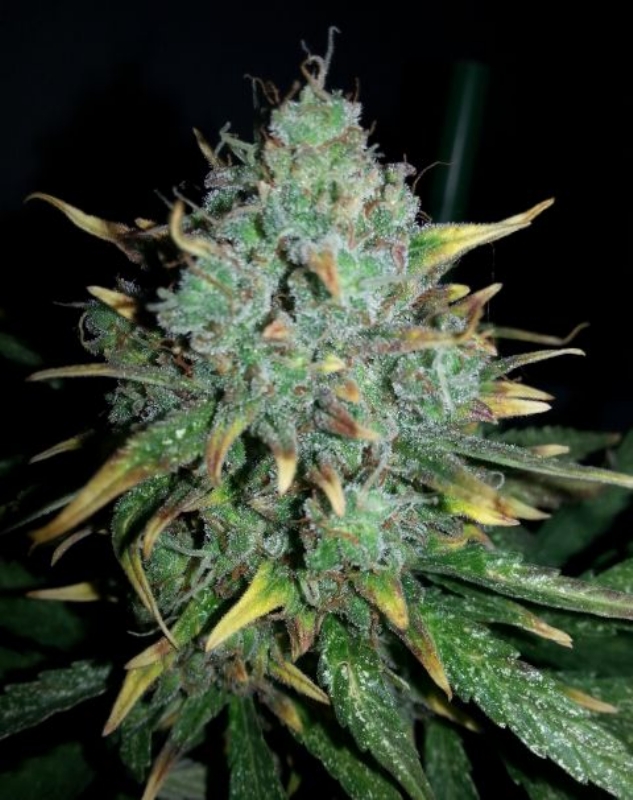 10 UND FEM - AUTO WWXBB (WHITE WIDOW X BIG BUD) * FEMALE SEEDS 10 UND FEMINIZADAS