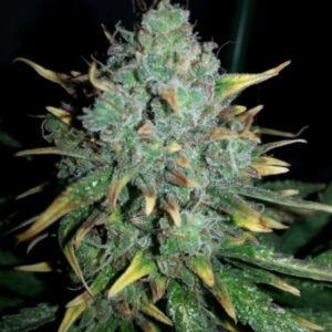 4 UND FEM - AUTO WWXBB (WHITE WIDOW X BIG BUD) * FEMALE SEEDS 4 UND FEMINIZADAS