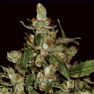 6 UND FEM - AUTO WIDOW * CBD SEEDS 6 UND FEMINIZADAS