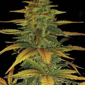 5 UND FEM - AUTO WILD DWARF * BULK SEED 5 UND FEM
