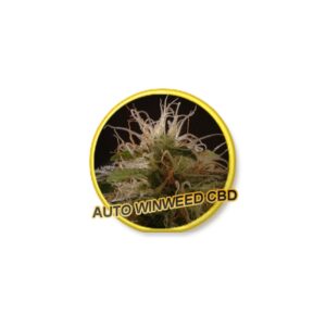 1 UND FEM - AUTO WINWEED CBD * MR. HIDE SEEDS  1 UND FEM