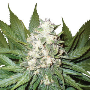 10 UND FEM - AUTO WONDER WOMAN * NIRVANA 10 UND FEMINIZADAS