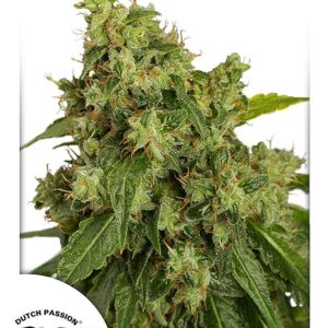 1 UND FEM - AUTO XTREME ﾮ * DUTCH PASSION 1 UND FEMINIZADAS