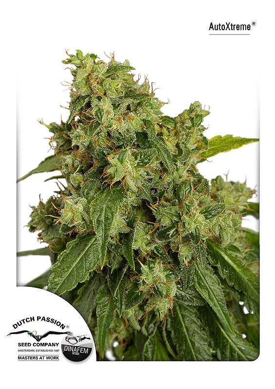 1 UND FEM - AUTO XTREME ﾮ * DUTCH PASSION 1 UND FEMINIZADAS