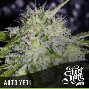 5 UND FEM - AUTO YETI * SHORT STUFF SEEDS FEM 5 UND